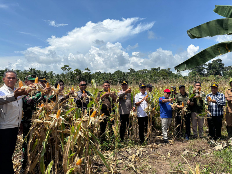 Polres kep. Mentawai bersama Forkopimda Laksanakan Panen  raya Jagung Tahap III di Desa Matobek Sipora Selatan