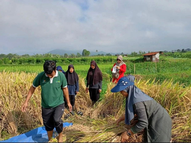 Petani Padang Panjang saat panen padi.