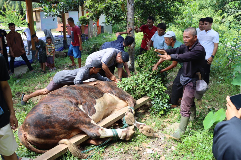 Penyembelihan hewan qurban berlangsung khidmat dan sukses