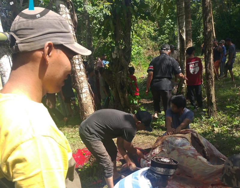 750 Hewan Kurban di Sawahlunto Dipantau Ketat, DKP3 Turunkan 28 Petugas