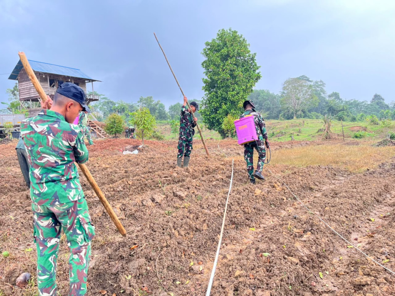Satgas TMMD ke 130 lagi melakukan penanaman jagung seluas 1 Are guna Membantu ketahanan.Pangan masyarakat Desa Sipora Jaya