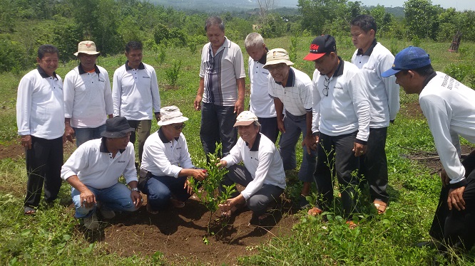 Budidaya jeruk Keprok Kacang yang dilakukan group Limau Kacang bersama tim Unand DR. Nasril Nasir di Aripan