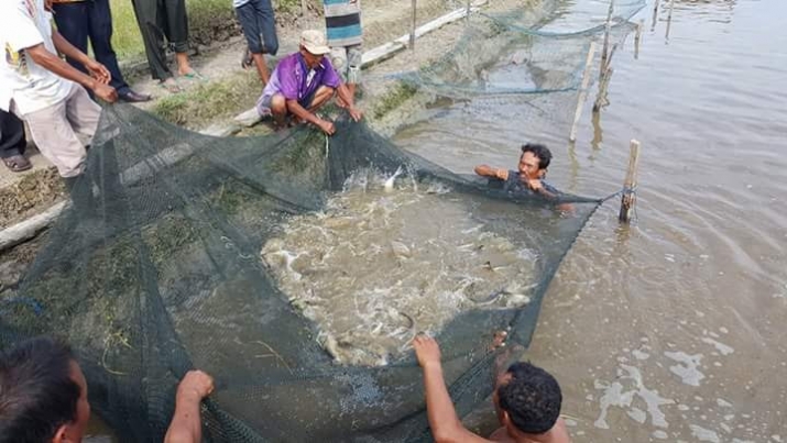 Nelayan Budidaya Ikan air tawar