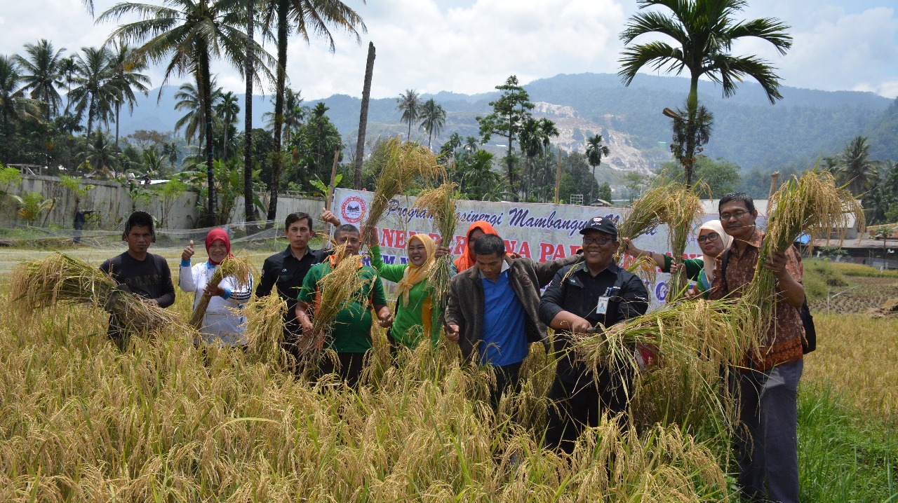 Forum Nagari Batu Gadang dan tim CSR Semen Padang melakukan panen perdana padi menggunakan pupuk organik di Kelurahan Batu Gadang, Kecamatan Lubukkilangan, Kamis (1/3/2018).