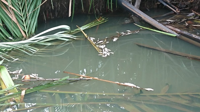 Ratusan ikan mati disungai Pandan diduga keracunan limbah pabrik